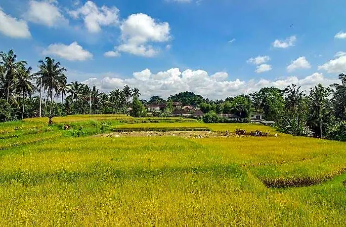 Danakha Ubud